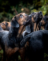Highmoor Bloodhounds FP-170