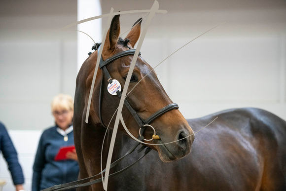 Futurity British Breeding 2022 - Richmond Equestrian Centre-18